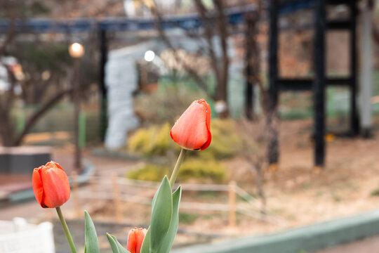 red tulips in the garden