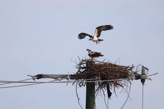 Adult osprey returning flight above nest on power pole. 