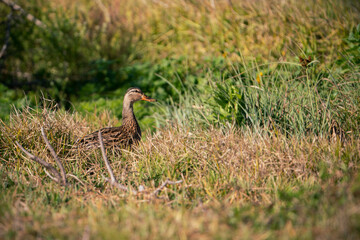 Mottled Duck resting standing in grass.
