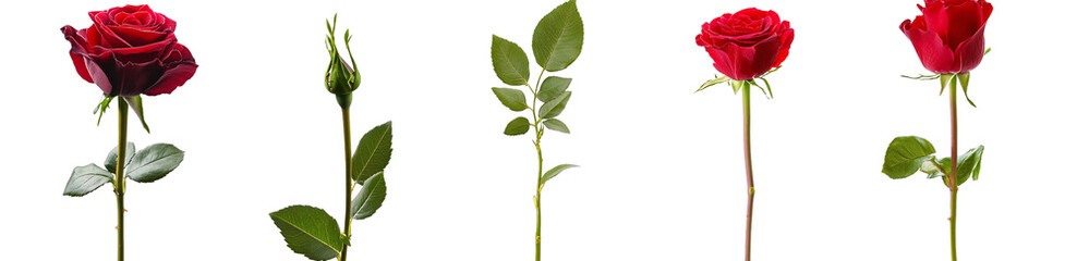 Fototapeta premium red roses isolated on a transparent background, cutout