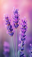 Captivating lavender blooms against a soft pink and purple backdrop showcasing delicate floral beauty and natural elegance for stock photography