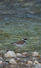 A little ringed plover looking for food on the bed side of  the river. Birds of Greece. Charadrius dubius.
