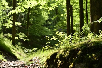 Fototapeta premium Sunlit path through a vibrant green forest, moss covered