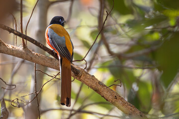 Malabar Trogon 
