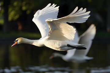 Swans in flight, illuminated, gliding over water. Soft, blurred