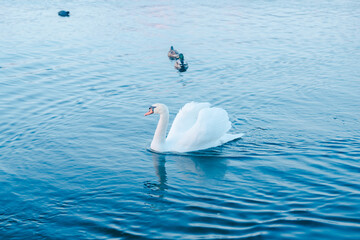 山中湖にいる美しい白鳥と富士山 © rika_portrait
