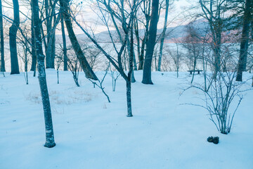 山中湖にいる美しい白鳥と富士山