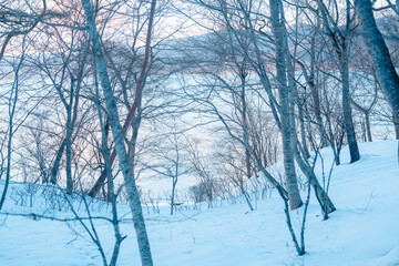 山中湖にいる美しい白鳥と富士山