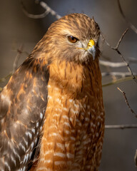 Red Shoulder Hawk on a branch