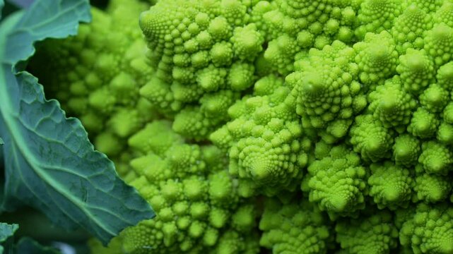 Romanesco broccoli head macro view. Green cabbage, close-up, fibonacci sequence.