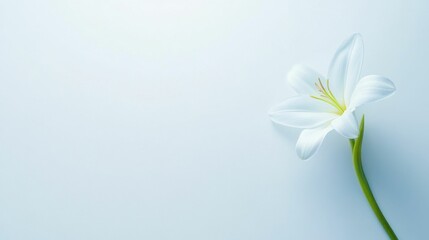 Single white flower, pale blue background.