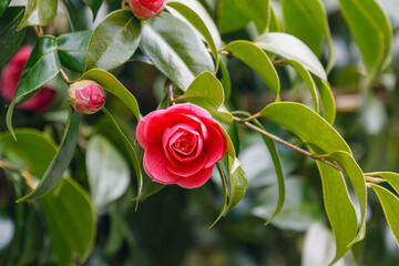 陽気に誘われ椿が開花02