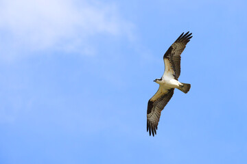 Obraz premium Osprey in flight against blue sky on sunny day. 