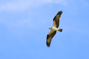 Osprey in flight against blue sky on sunny day. 