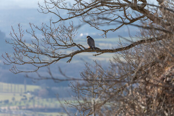 Gelber Fels- Wanderfalke sitzt auf einem Ast - Schwäbische Alb bei der Burg Teck. 