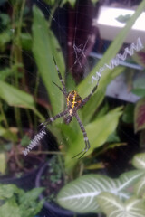 spider on a web