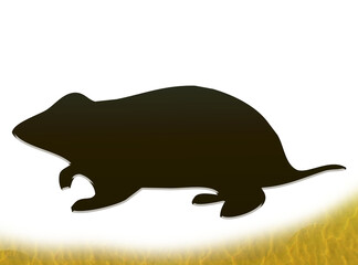 vector illustration of a bear