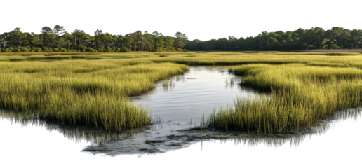 Visit wetlands, grassy marshes, and waterbodies on a transparent background