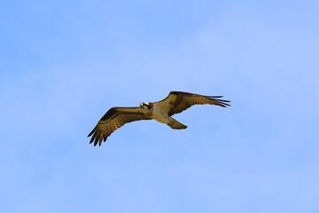 Osprey in flight against blue sky on sunny day. 