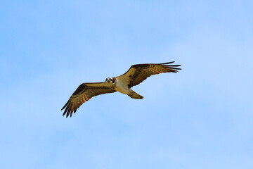 Osprey in flight against blue sky on sunny day. 