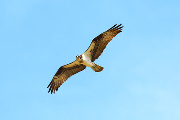 Fototapeta premium Osprey in flight against blue sky on sunny day. 