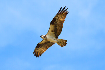 Osprey in flight against blue sky on sunny day. 