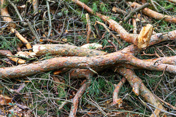 Various fallen branches and twigs covering the forest ground in a natural setting