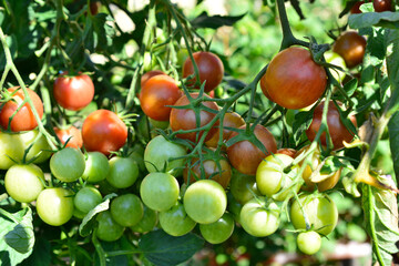 Freshly grown tomatoes in a garden, a vibrant mix of red and green ready to be harvested