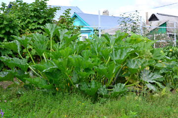Lush Green Zucchini Plant in a Garden in the village