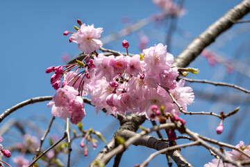 しだれ桜