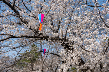 飛鳥山公園の桜