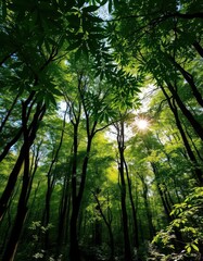 Lush green canopy, sunlight dappling forest floor, panorama, ecology