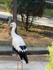 The stork is reflected in the window