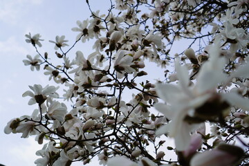 White magnolia blossoms glow in the sunlight, their silky petals unfolding gracefully. Dark branches contrast with the pure white flowers, creating a dreamy spring scene.