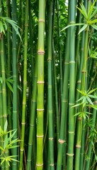 Fototapeta premium Vibrant green bamboo stalks, lush foliage background, environment, ecology