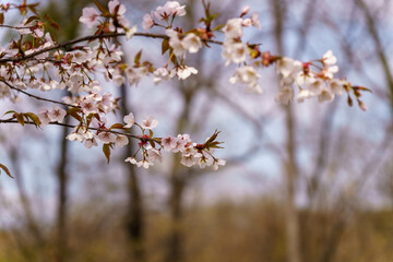 春の野山に咲いた山桜