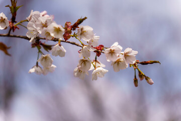 春の野山に咲いた山桜