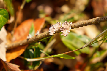 小枝に生えたスエヒロタケ