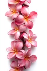 Delicate pink plumeria blossoms cascading down a pristine white backdrop creating a serene and elegant floral arrangement perfect for tropical themes