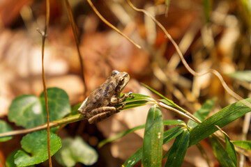 冬眠から目覚めた蛙