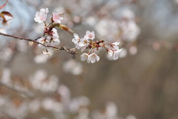 野山に咲いた山桜