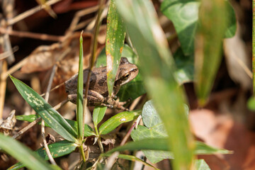 冬眠から目覚めた蛙