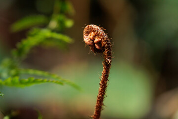 春の野原に生えた蕨のある風景