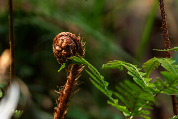 春の野原に生えた蕨のある風景