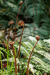 春の野原に生えた蕨のある風景