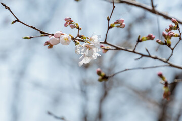 野山に咲いた山桜