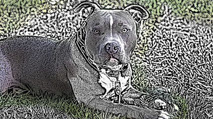 american staffordshire bull terrier