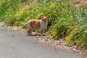 公園を散歩する猫