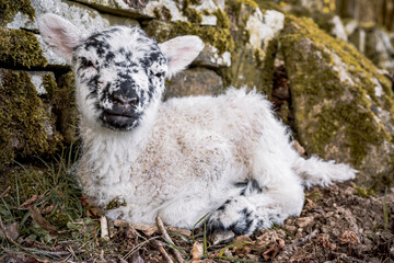 newborn lamb in the mountains