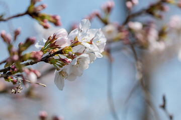 野山に咲いた山桜